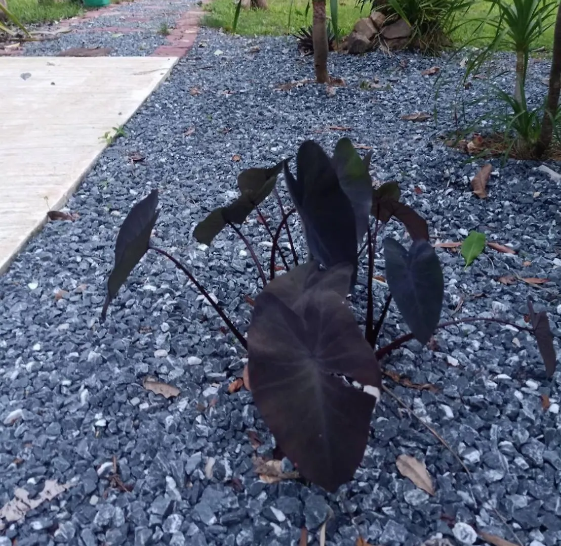 Lanta Buddy Bungalow Ko Lanta タイ王国